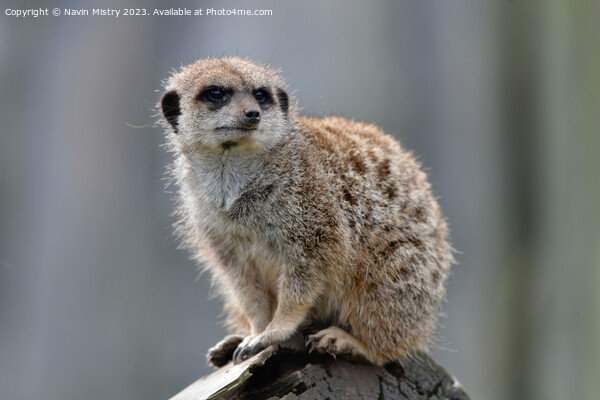 A Meerkat acting as a sentry   Picture Board by Navin Mistry