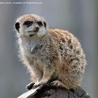 Buy canvas prints of A Meerkat acting as a sentry   by Navin Mistry