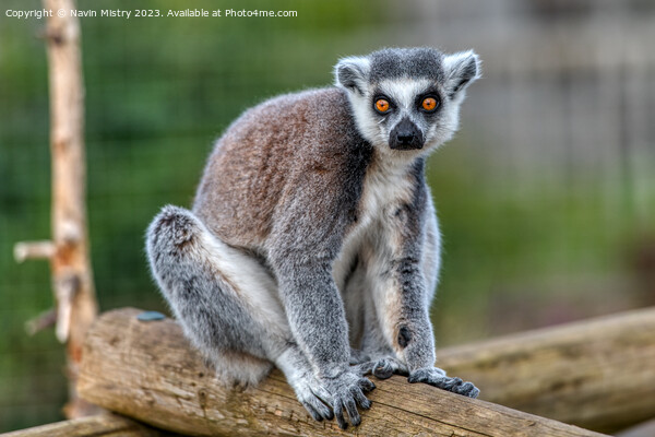 A Ring-Tailed Lemur Picture Board by Navin Mistry