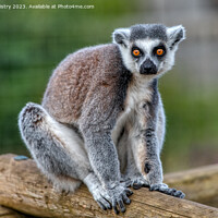 Buy canvas prints of A Ring-Tailed Lemur by Navin Mistry