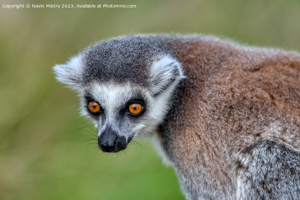 A Ring-Tailed Lemur Picture Board by Navin Mistry