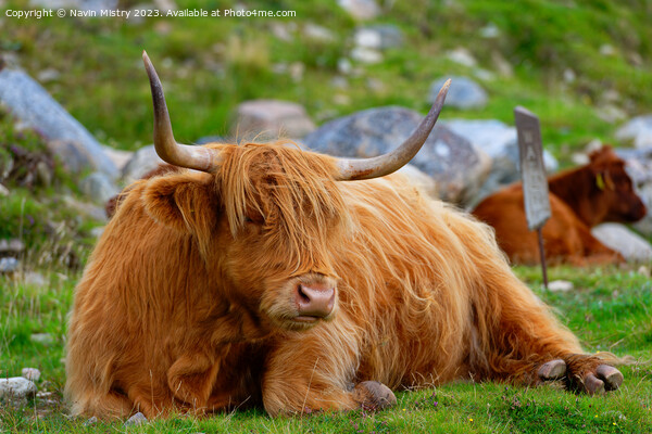 A resting Highland Cow, Isle of Harris Picture Board by Navin Mistry