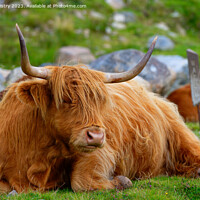 Buy canvas prints of A resting Highland Cow, Isle of Harris by Navin Mistry