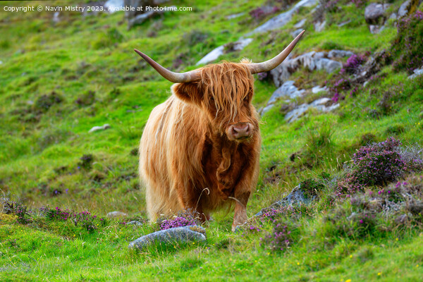 Highland Cow Isle of Harris Picture Board by Navin Mistry