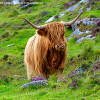 Buy canvas prints of Highland Cow Isle of Harris by Navin Mistry