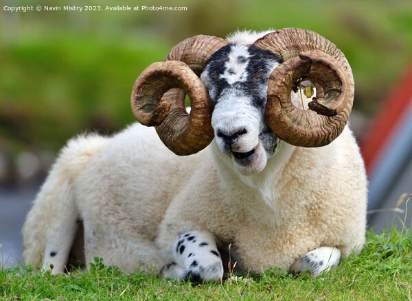 A Scottish Black Face Ram, Isle of Harris. Picture Board by Navin Mistry