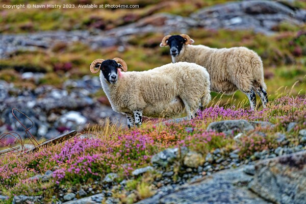 Scottish Black Face Sheep, Isle of Harris.  Picture Board by Navin Mistry