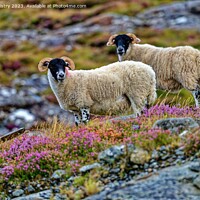 Buy canvas prints of Scottish Black Face Sheep, Isle of Harris.  by Navin Mistry