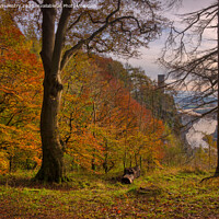 Buy canvas prints of Autumn Colours and Kinnoull Hill  by Navin Mistry