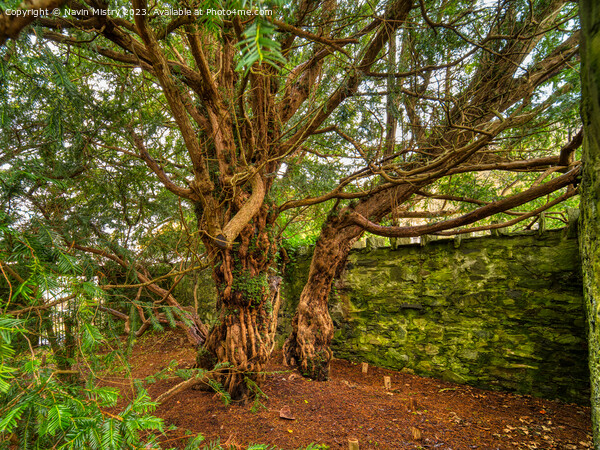 The Fortingall Yew, Oldest Tree in Europe  Picture Board by Navin Mistry