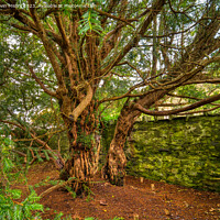 Buy canvas prints of The Fortingall Yew, Oldest Tree in Europe  by Navin Mistry
