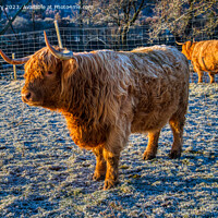 Buy canvas prints of A Highland Cow in Winter by Navin Mistry