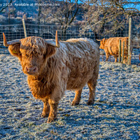 Buy canvas prints of A Highland Cow in Winter by Navin Mistry