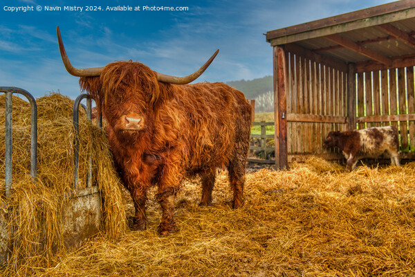 A highland Cow next to a pile of hay, Perthshire Picture Board by Navin Mistry