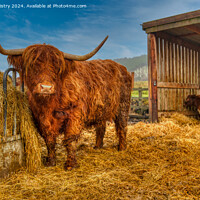 Buy canvas prints of A highland Cow next to a pile of hay, Perthshire by Navin Mistry