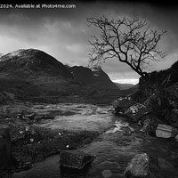 Buy canvas prints of A view of the a burn and lone tree Glen Coe Scotla by Navin Mistry