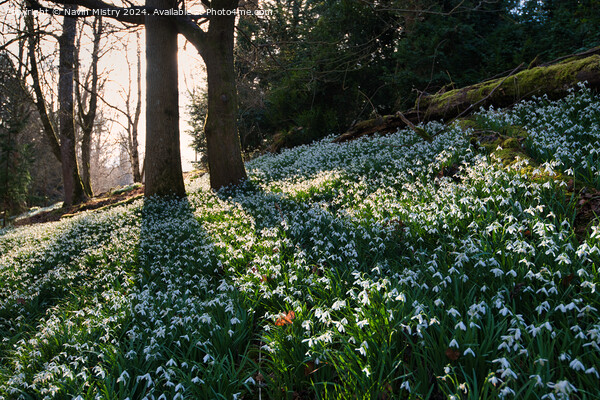 A display of Snow Drops at Scone Palace  Picture Board by Navin Mistry