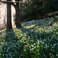 Buy canvas prints of A display of Snow Drops at Scone Palace  by Navin Mistry