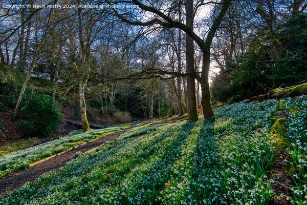 Snow Drops at Scone Palace Picture Board by Navin Mistry