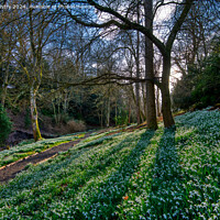 Buy canvas prints of Snow Drops at Scone Palace by Navin Mistry