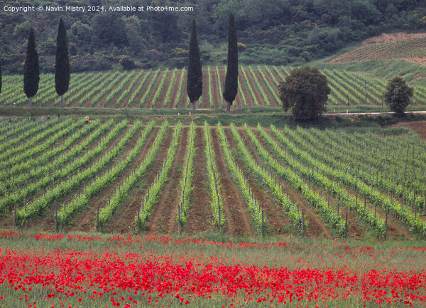 Vineyards and a field of Poppies,  Picture Board by Navin Mistry