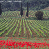 Buy canvas prints of Vineyards and a field of Poppies,  by Navin Mistry