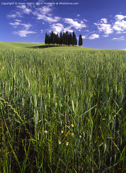 A Clump of Cypress Trees, Tuscany, Italy Picture Board by Navin Mistry