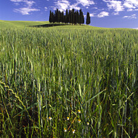 Buy canvas prints of A Clump of Cypress Trees, Tuscany, Italy by Navin Mistry