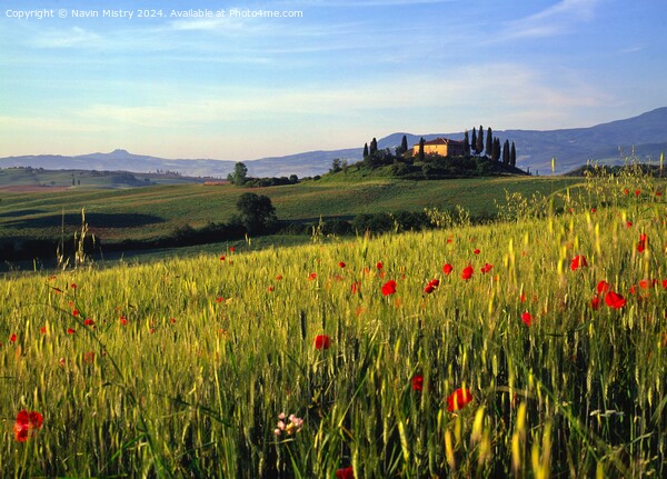 A Tuscan Farm House and Poppies, Val D'Orcia, Ital Picture Board by Navin Mistry