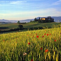 Buy canvas prints of A Tuscan Farm House and Poppies, Val D'Orcia, Ital by Navin Mistry