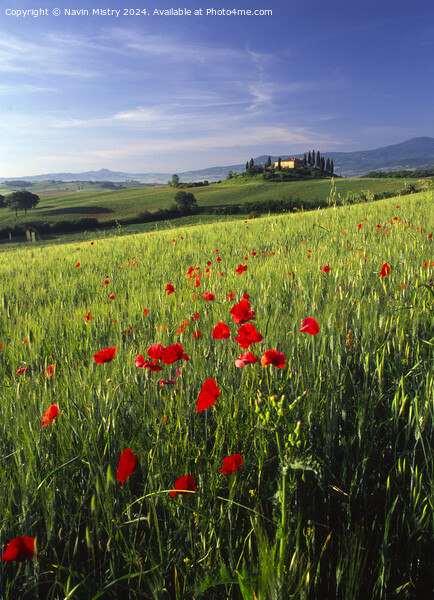 A Tuscan Farm House and Poppies, Val D'Orcia,  Picture Board by Navin Mistry