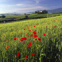 Buy canvas prints of A Tuscan Farm House and Poppies, Val D'Orcia,  by Navin Mistry
