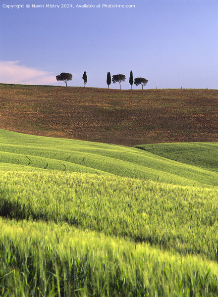 An islotated clump of trees, Val D'Orcia, Italy Picture Board by Navin Mistry