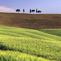 Buy canvas prints of An islotated clump of trees, Val D'Orcia, Italy by Navin Mistry