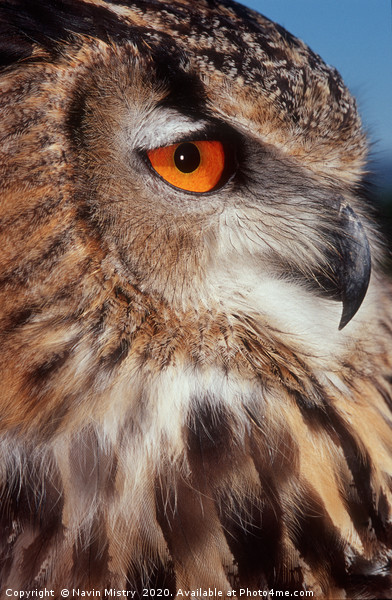 Portrait of a European Eagle Owl  Picture Board by Navin Mistry