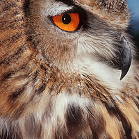 Buy canvas prints of Portrait of a European Eagle Owl  by Navin Mistry