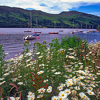 Buy canvas prints of Loch Earn near Crieff, Scotland by Navin Mistry
