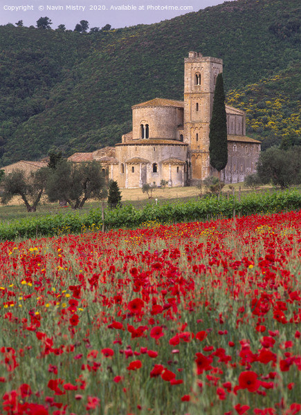 A field with with poppies at Sant Antimo Abbey Tus Picture Board by Navin Mistry