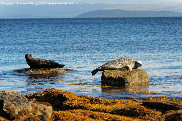 Seals relaxing in the sunshine, Isle of Arran, Sco Picture Board by Navin Mistry