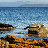 Buy canvas prints of Seals relaxing in the sunshine, Isle of Arran, Sco by Navin Mistry