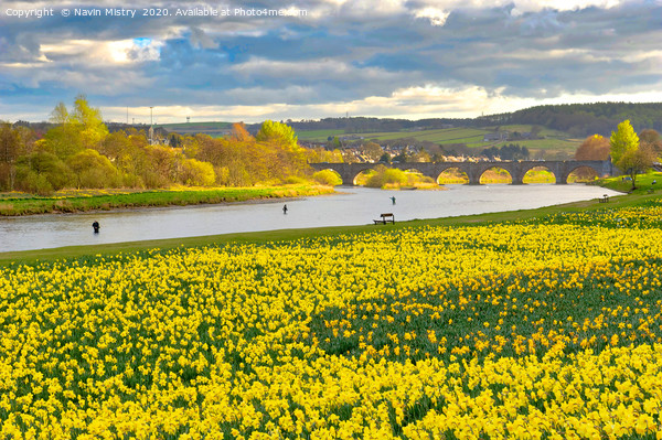 Aberdeen, Scotland, Spring Picture Board by Navin Mistry