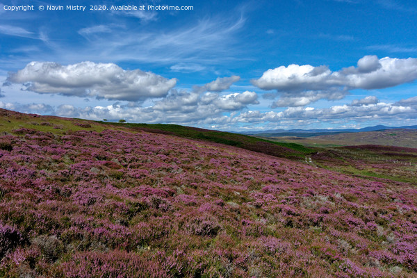 Heather on the slopes of Schiehallion              Picture Board by Navin Mistry