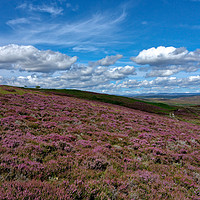Buy canvas prints of Heather on the slopes of Schiehallion              by Navin Mistry