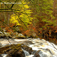Buy canvas prints of The Hermitage and the River Braan, near Dunkeld, Perthshire by Navin Mistry