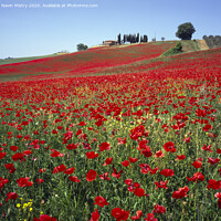 Buy canvas prints of A field of red poppies, near Pienza, Tuscany, Ital by Navin Mistry