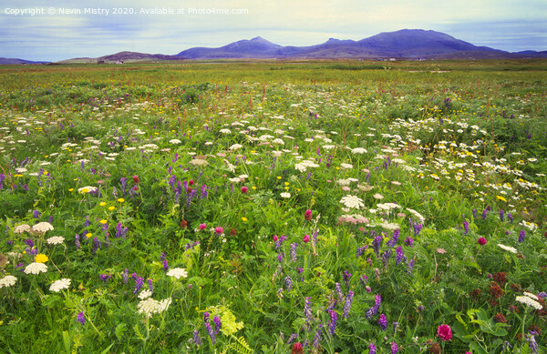 Wild flowers of the Machair, North Uist Picture Board by Navin Mistry
