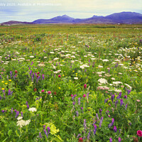 Buy canvas prints of Wild flowers of the Machair, North Uist by Navin Mistry