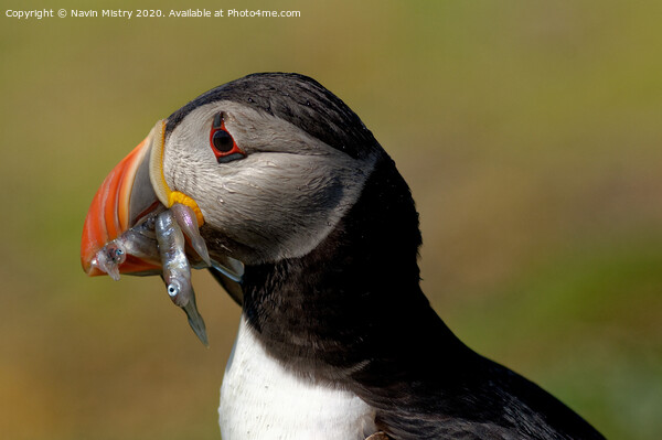 A Puffin with sand eels  Picture Board by Navin Mistry