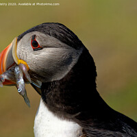 Buy canvas prints of A Puffin with sand eels  by Navin Mistry