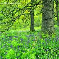 Buy canvas prints of Bluebell Woods Panorama by Navin Mistry